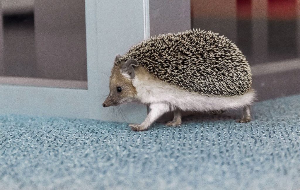 Она прекрасно чувствует себя в неволе, если созданы подходящие для нее условия