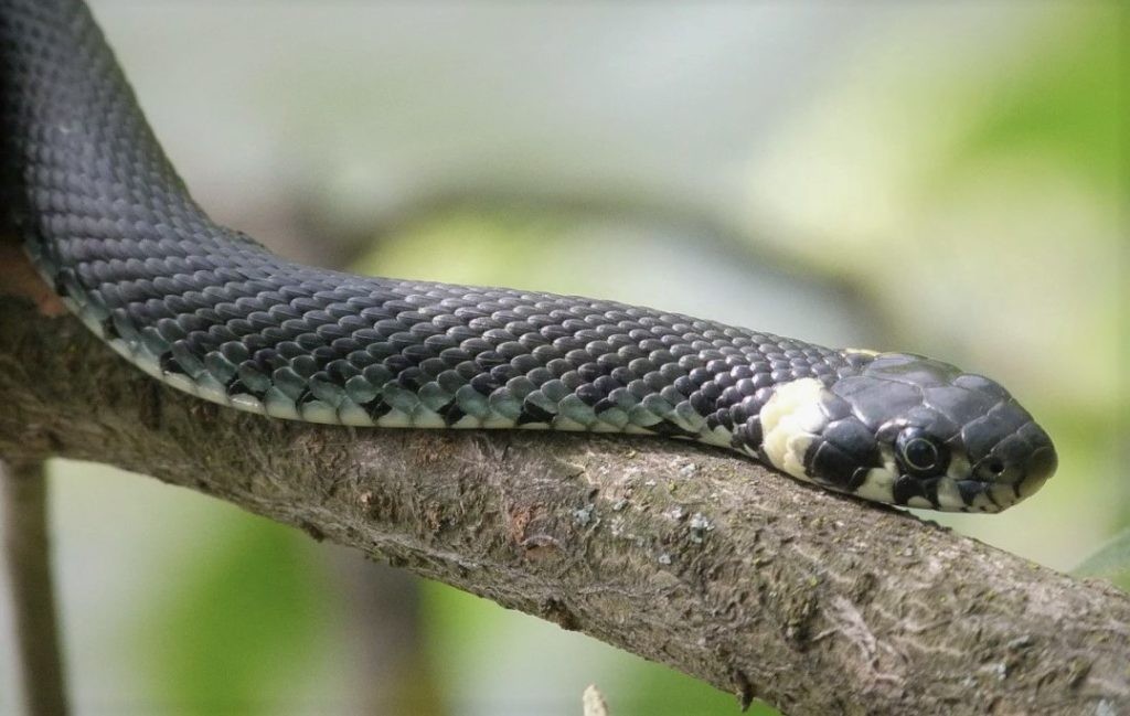 Змеи хорошо лазают по деревьям