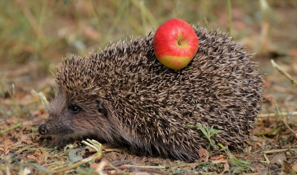 Я никогда не надевала яблоко на иголку. Это всегда делает человек ради того, чтобы сделать фото или снять видео.