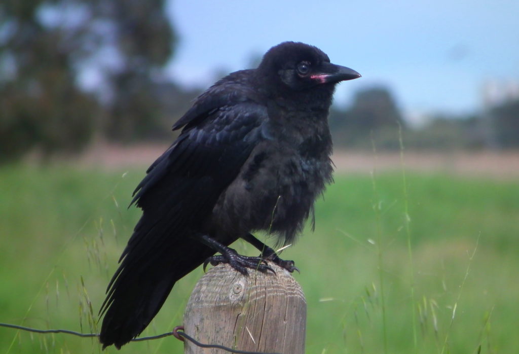 Южно-австралийская ворона