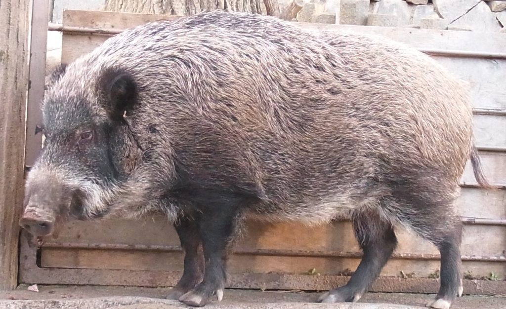 Японский дикий кабан