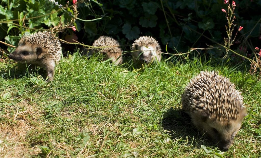Популяция ежей в мире постепенно сокращается