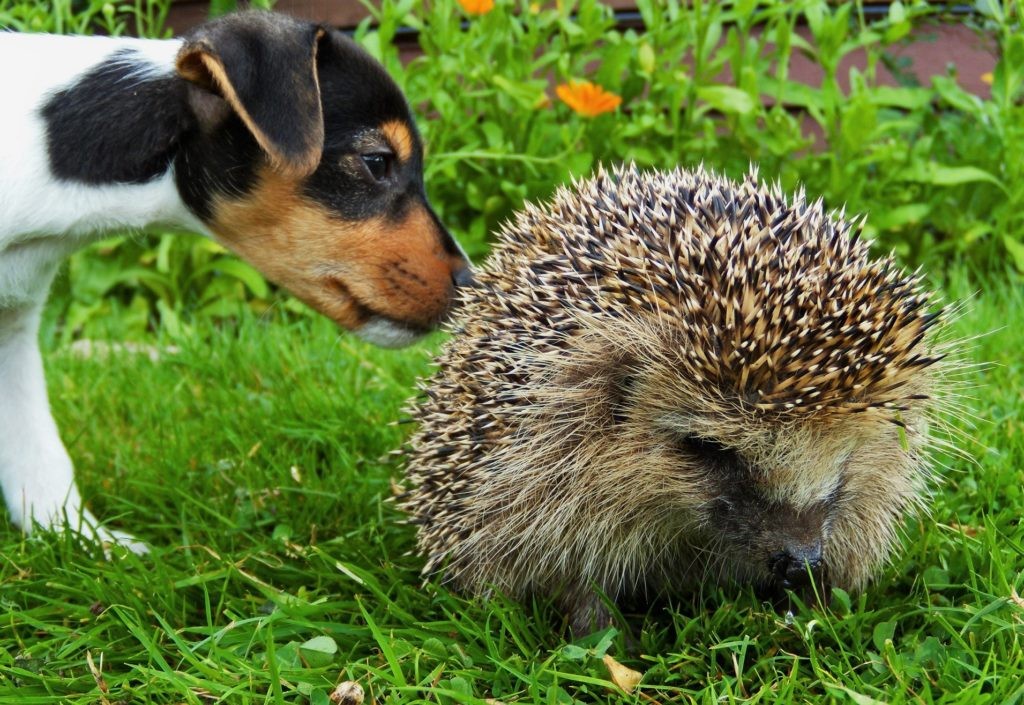 Иногда ежам приходится давать отпор даже собакам