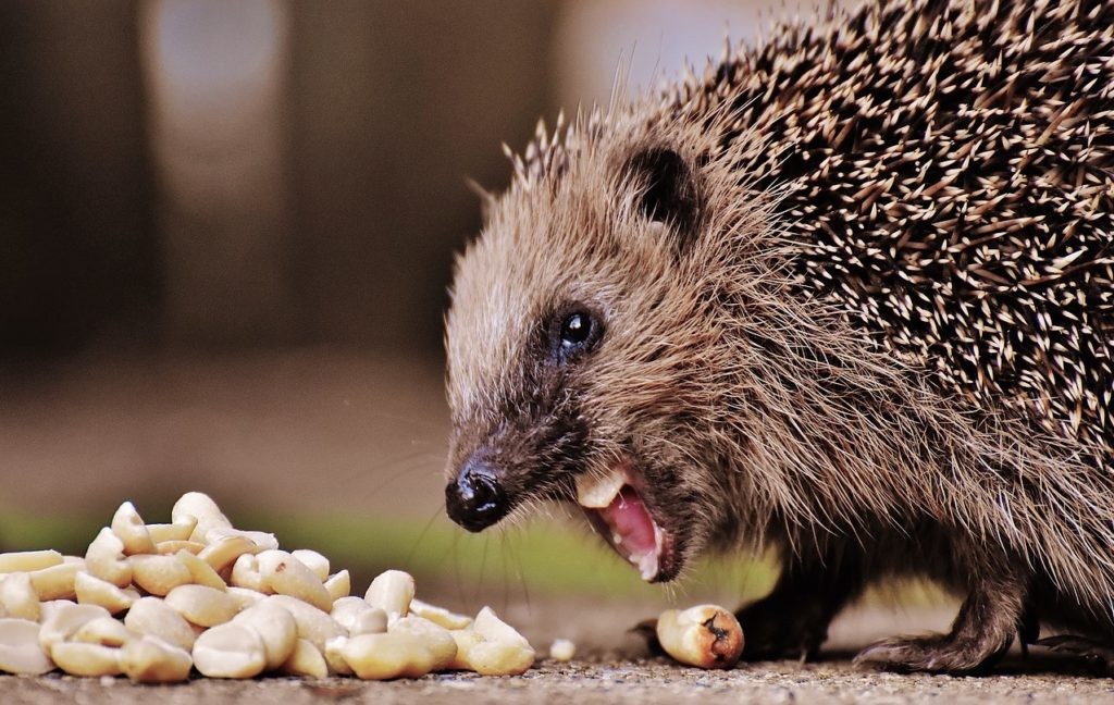 Ежик с удовольствием ест орехи и другие фрукты