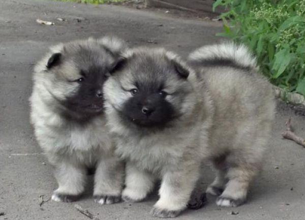 Волчий шпиц: описание и характеристика кеесхонда