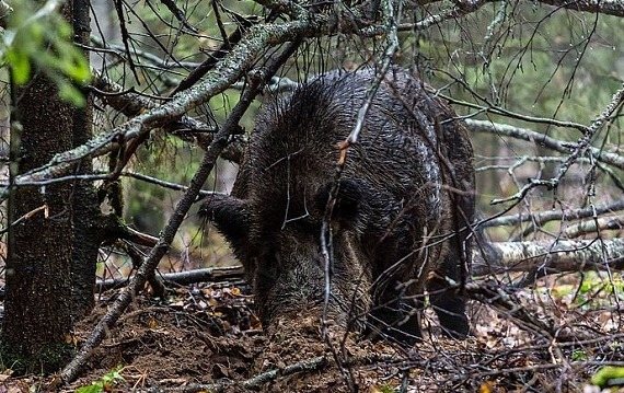 Дикий кабан - описание животного, где обитает, чем питается