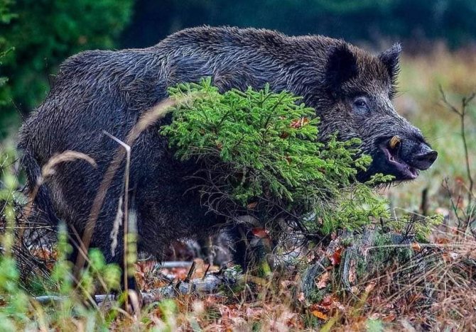 Дикий кабан - описание животного, где обитает, чем питается