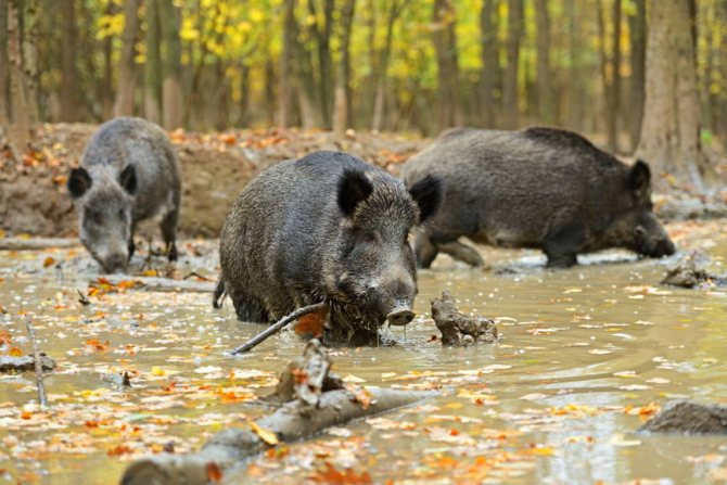 Дикий кабан - описание животного, где обитает, чем питается