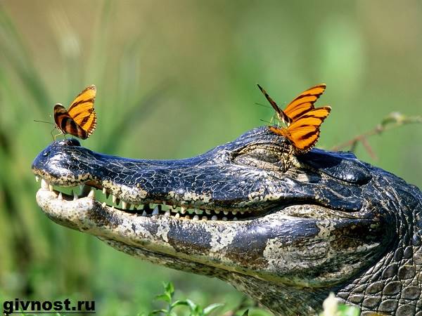 Чем отличается Кайман от аллигатора и крокодила