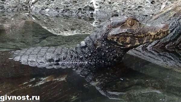 Чем отличается Кайман от аллигатора и крокодила