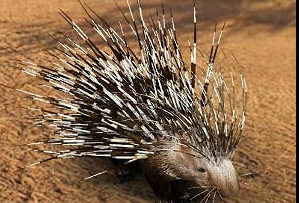 Как называется животное с иголками