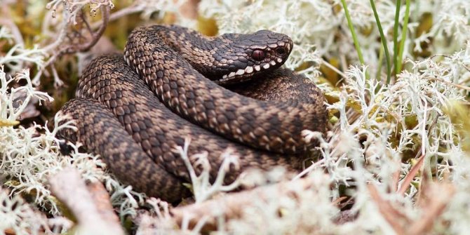 Как отличить гадюку от ужа