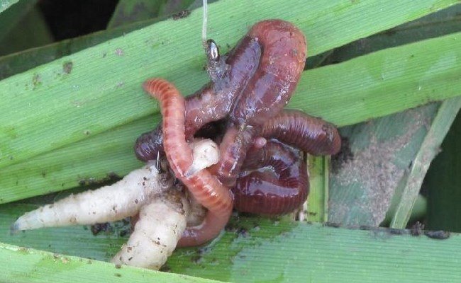 Как развести, сохранить и ароматизировать навозного червя для рыбалки