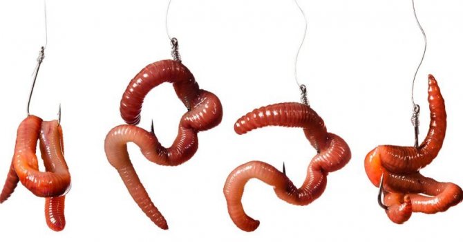 Как развести, сохранить и ароматизировать навозного червя для рыбалки