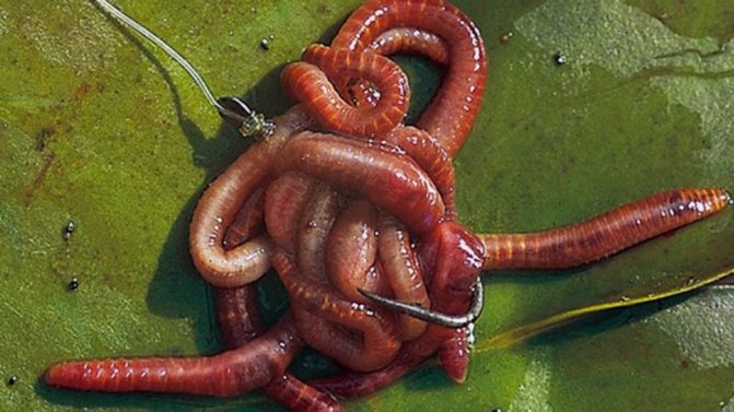 Как развести, сохранить и ароматизировать навозного червя для рыбалки