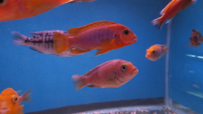 как содержать рыб