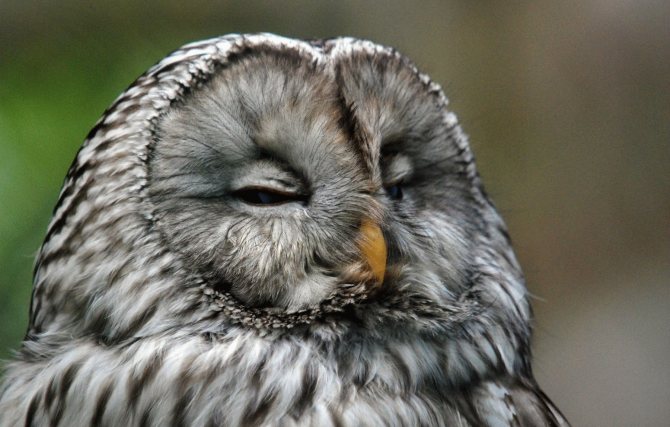 Как совы так вертят головой