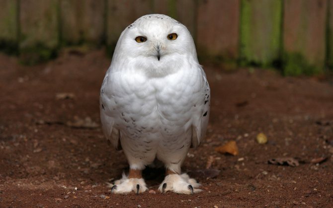 Как совы так вертят головой