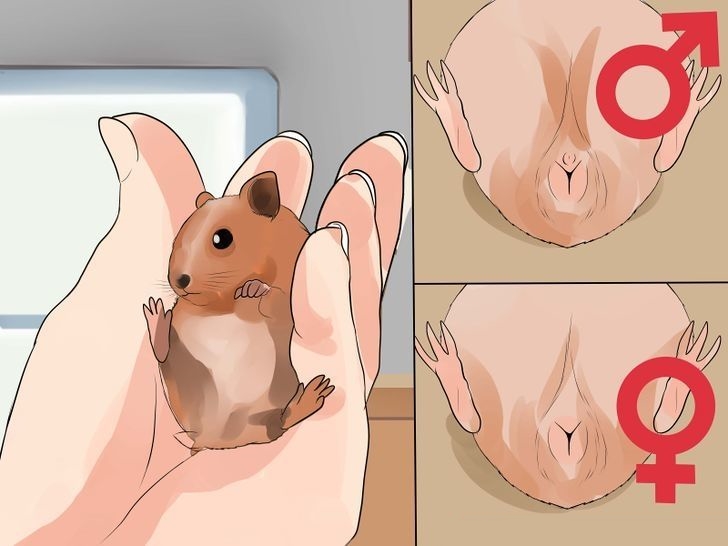 Схема – как узнать пол морской свинки