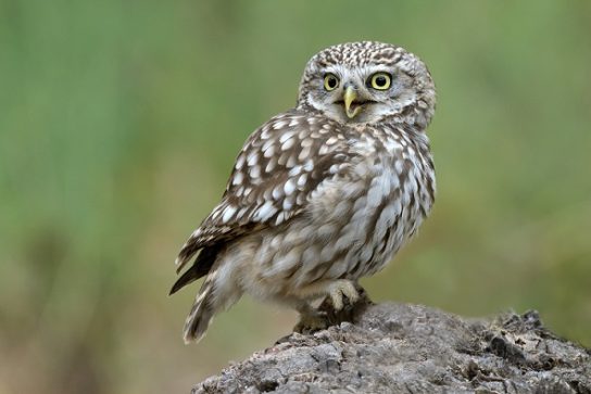 как выглядит домовой сыч