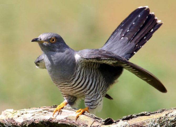 Как выглядит кукушка на картинке