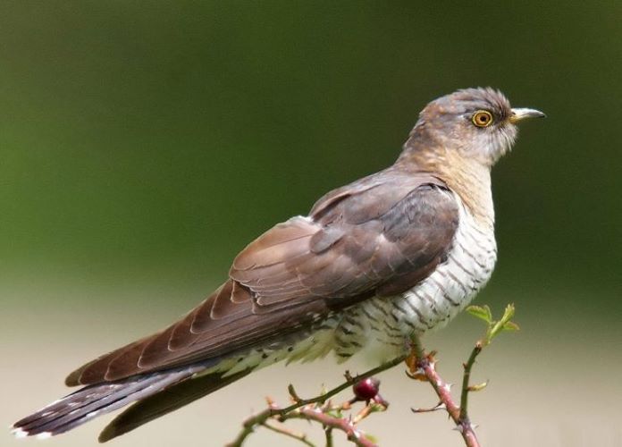 Как выглядит кукушка