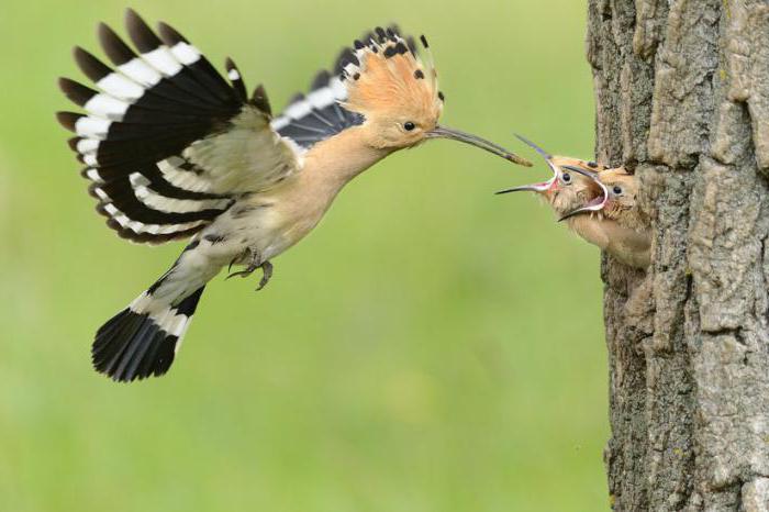 как выглядит удод