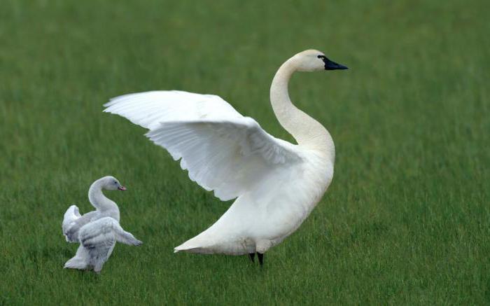 Как выглядит тундровый лебедь