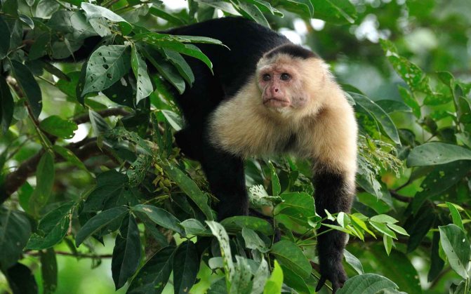 Капуцин в домашних условиях