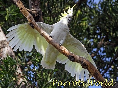 Какаду в дикой природе