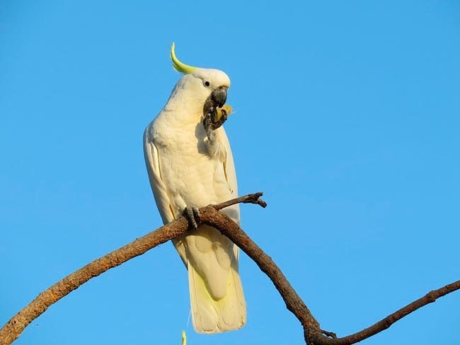 какаду в природе