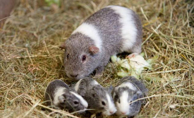 Какова продолжительность жизни морских свинок?