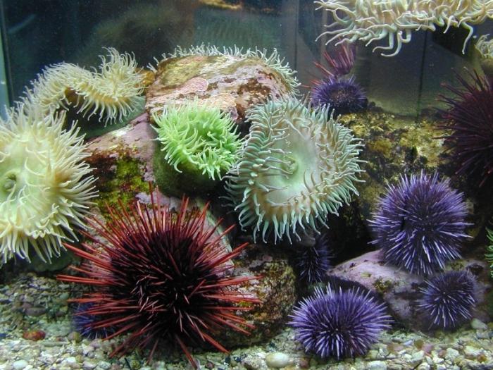 Какие животные с иголками