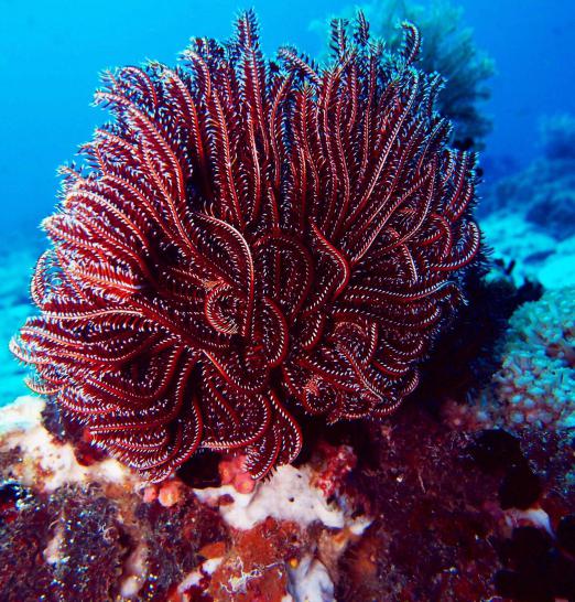 какое размножение у морских лилий