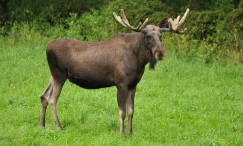 Какого цвета рога лося