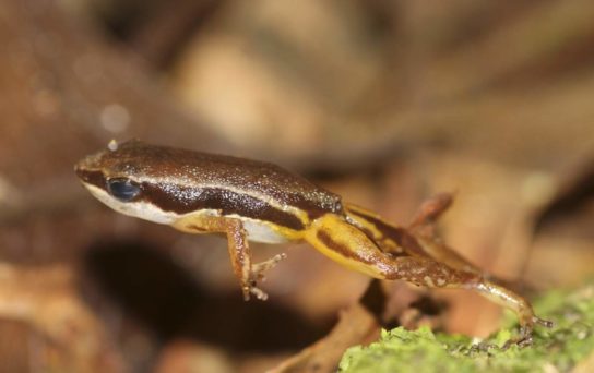 Какого размера живородящая жаба