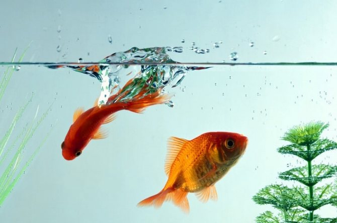 Какую воду наливать в аквариум