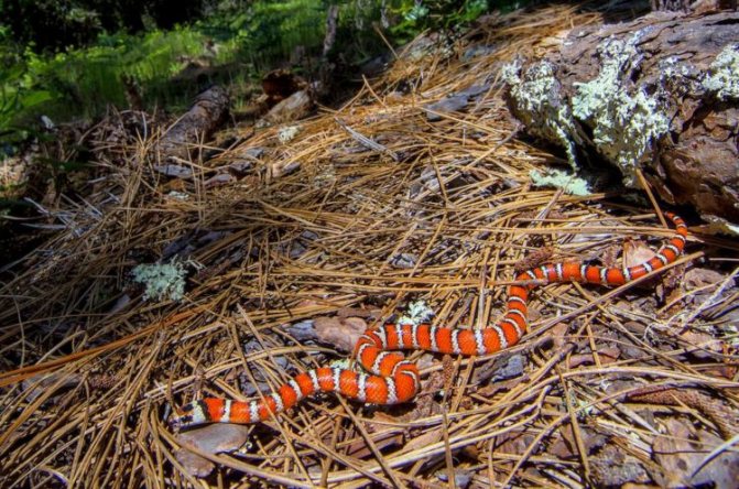 Калифорнийская змея: описание, виды, содержание и уход