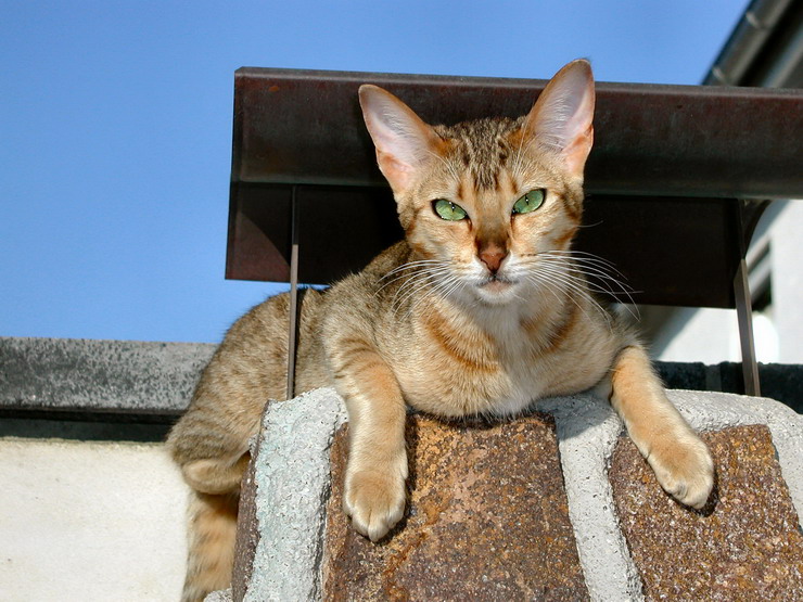 Порода кошек с большими ушами: как называются ушастые лопоухие коты с вытянутой мордой