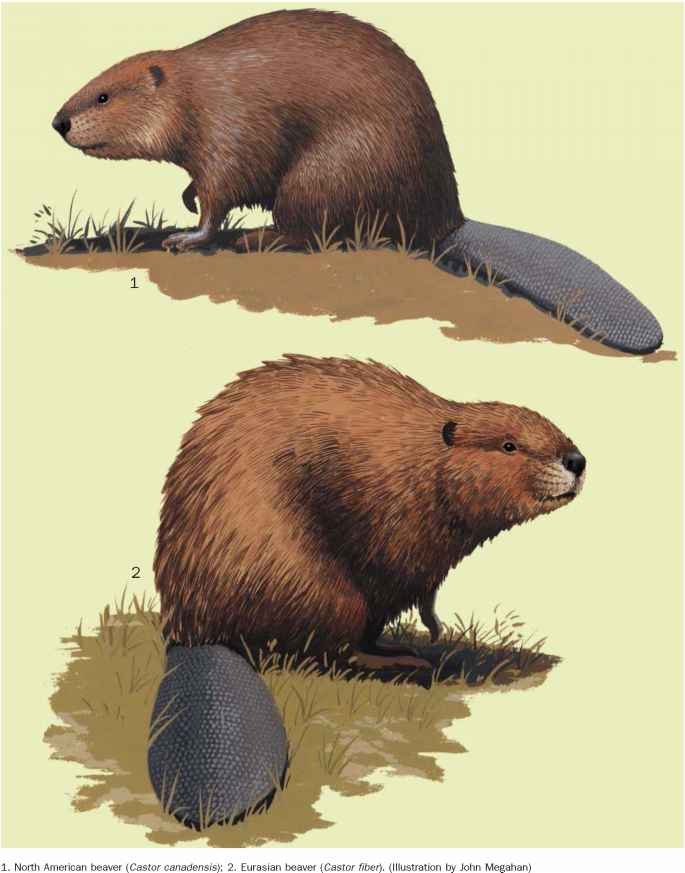 чем отличаются канадские и европейские бобры