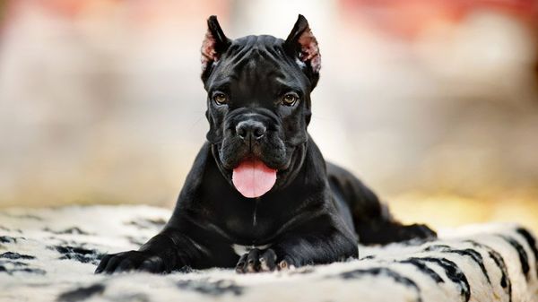 Купирование ушей у кане корсо: в каком возрарасте, нужно ли делать