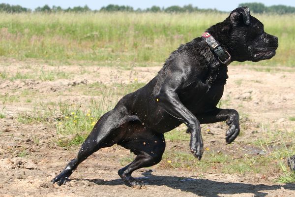 Купирование ушей у кане корсо: в каком возрарасте, нужно ли делать