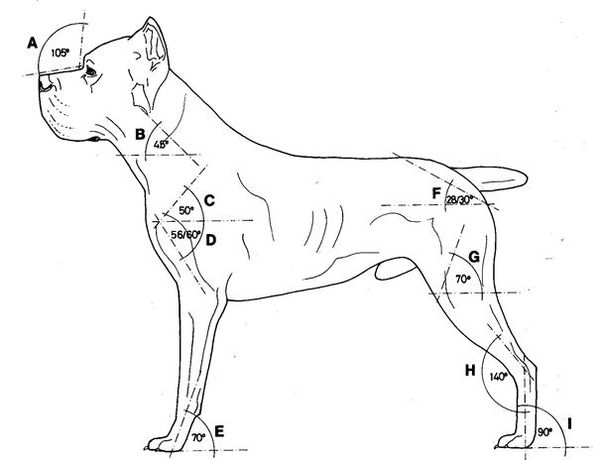 Купирование ушей у кане корсо: в каком возрарасте, нужно ли делать