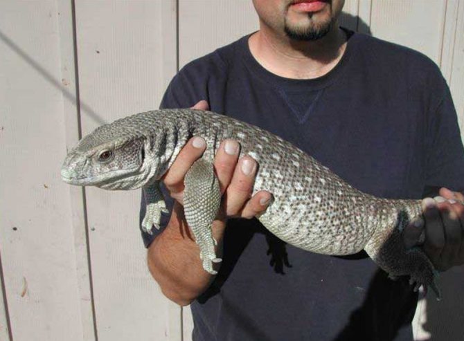 Капский варан и человек