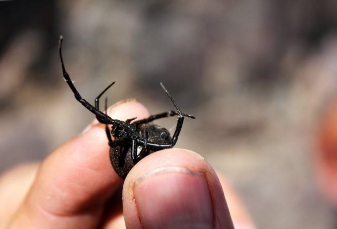 Фаланга (сольпуга) – описание, виды, обитание, питание