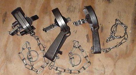 карбыши на садовом участке