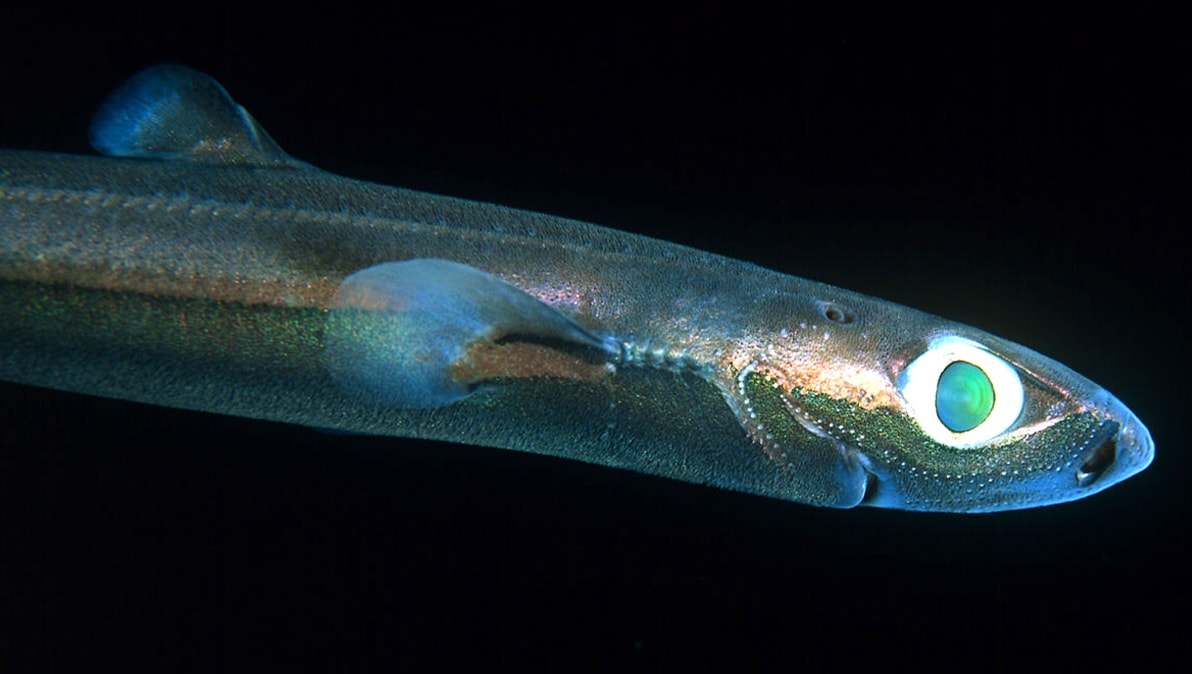 Карликовая акула