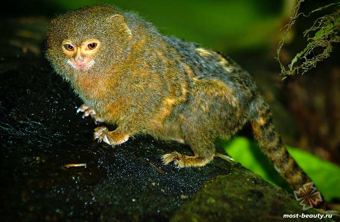 Карликовая игрунка. СС0