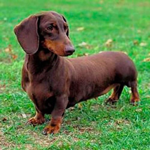 Карликовая такса на прогулке