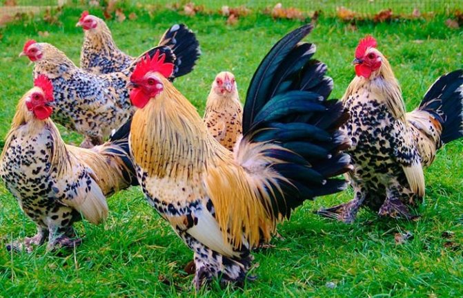 Карликовые куры бентамки